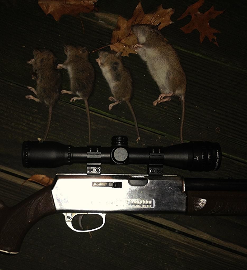 Squirrel hunting pellet guns, let's see em! Bushcraft USA Forums